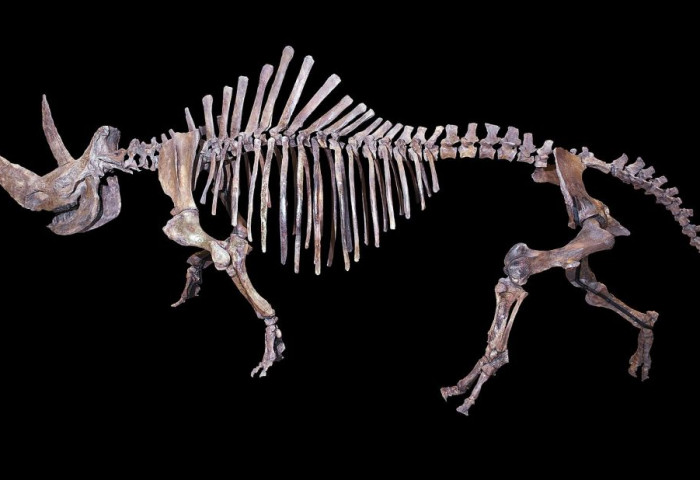 40 мянган жилийн өмнө амьдарч байсан амьтны ясыг худалдах зорилгоор хадгалсан байж болзошгүй үйлдлийг илрүүлжээ