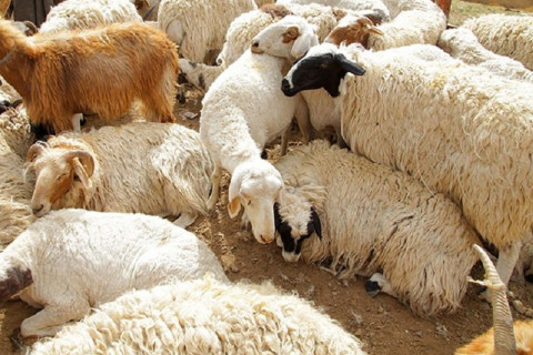 Зудад өртсөн малчдаас 40 мянган төгрөгөөр хонь авсан тухай мэдээлэлд ТАЙЛБАР хийжээ